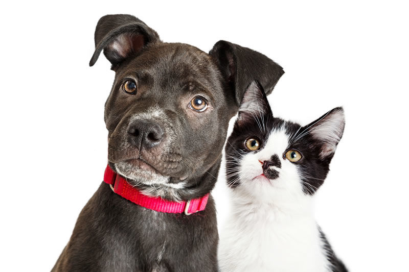 Picture for category Animals/Pets